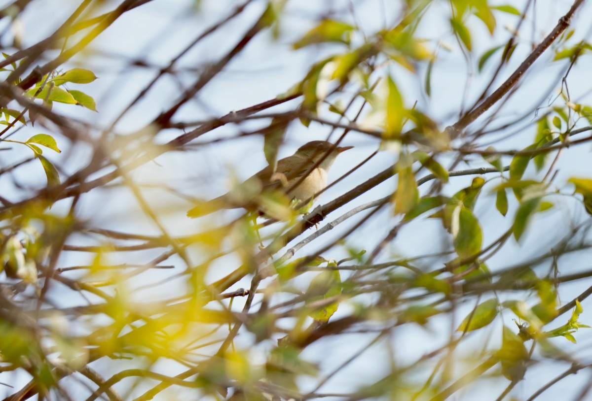 Common Reed Warbler - ML643693060