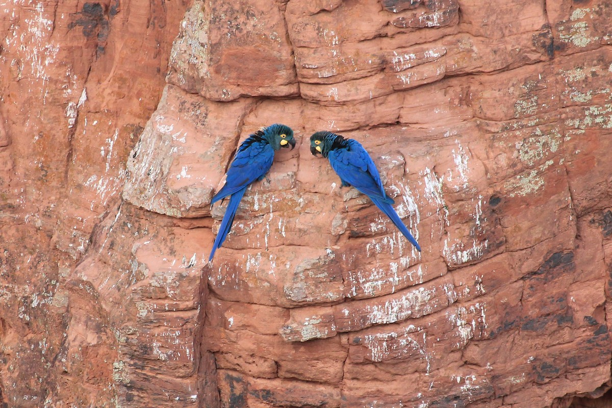 Indigo Macaw - ML643693065