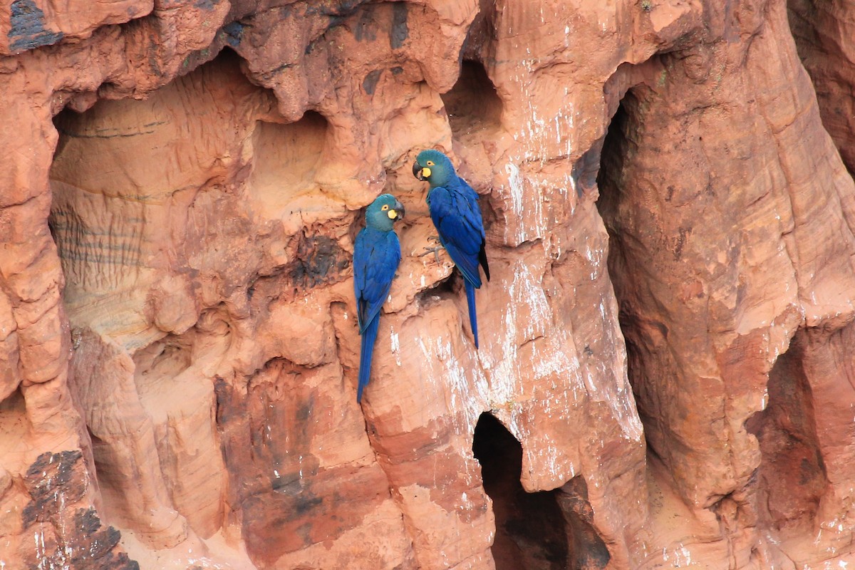 Indigo Macaw - ML643693066