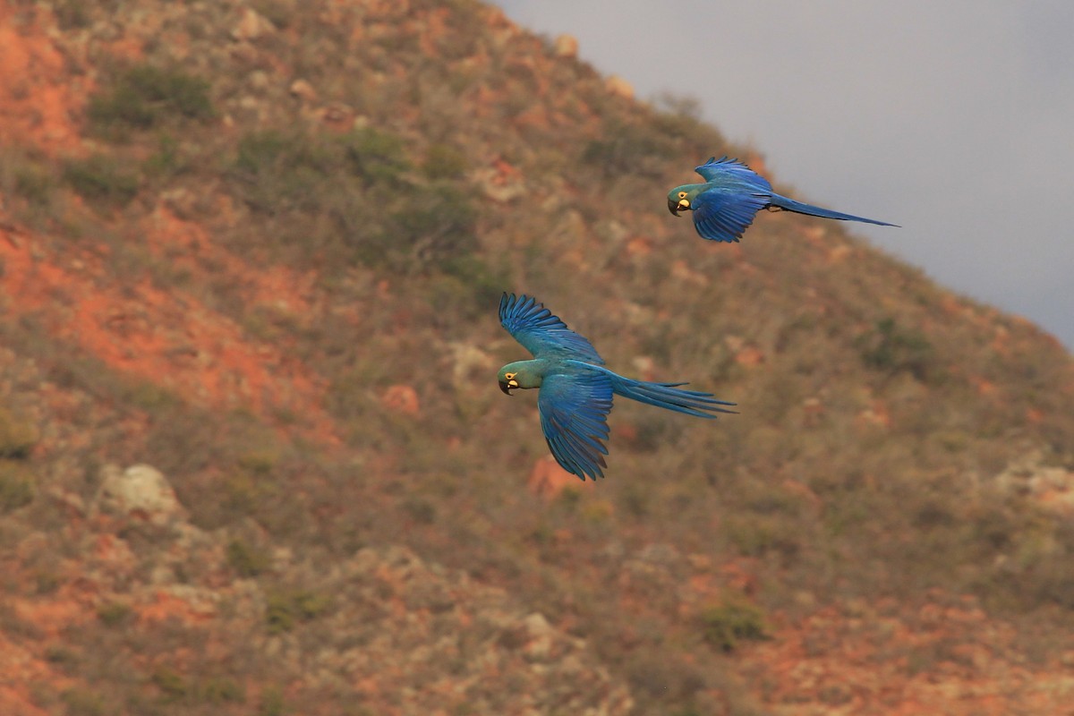 Indigo Macaw - ML643693067