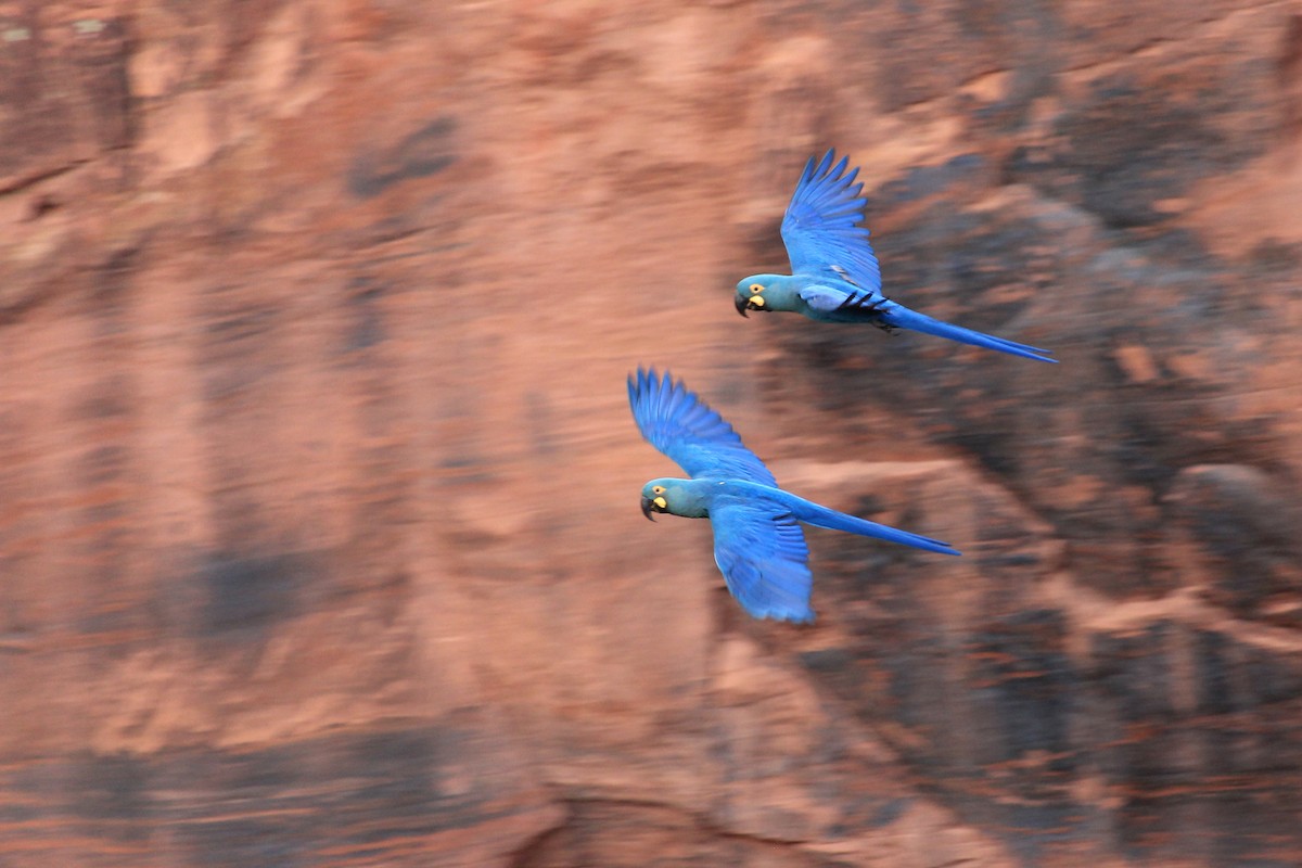 Indigo Macaw - ML643693068