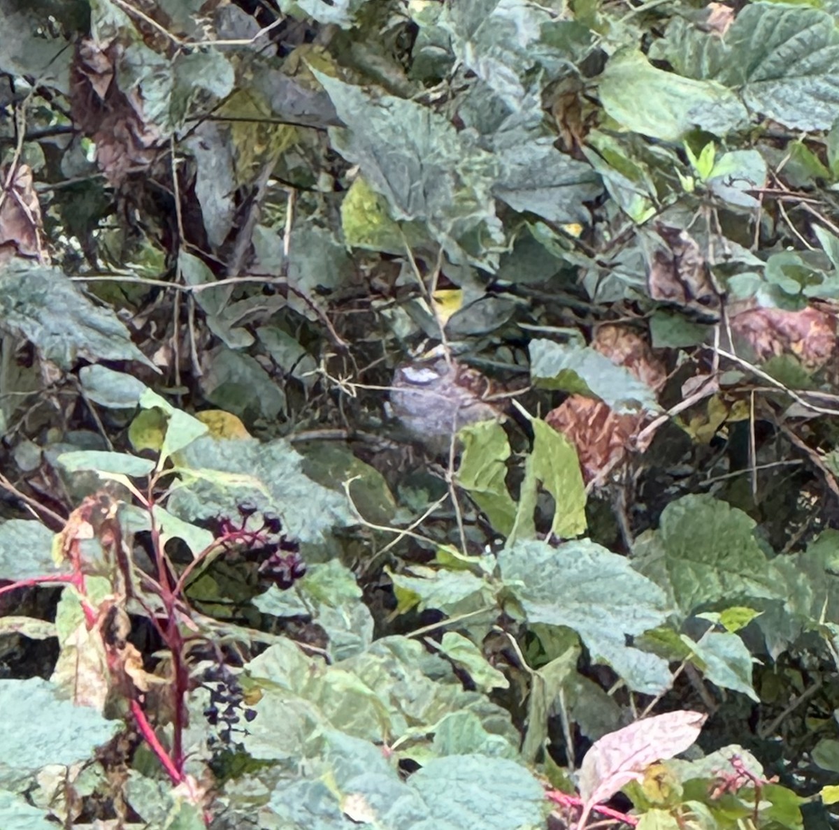 White-throated Sparrow - ML643693091