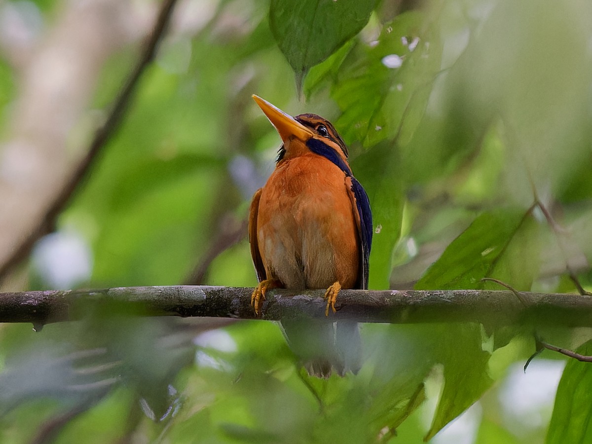 Rufous-collared Kingfisher - ML643693092