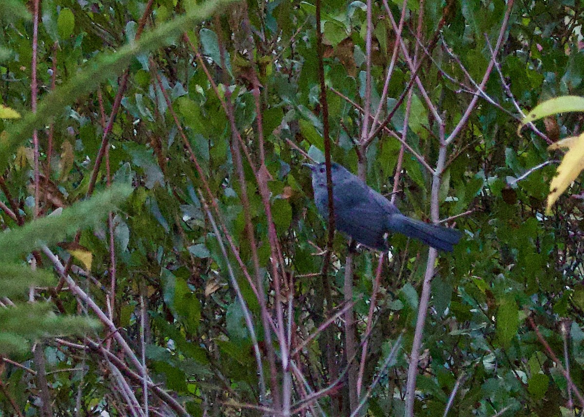 Gray Catbird - ML643693099