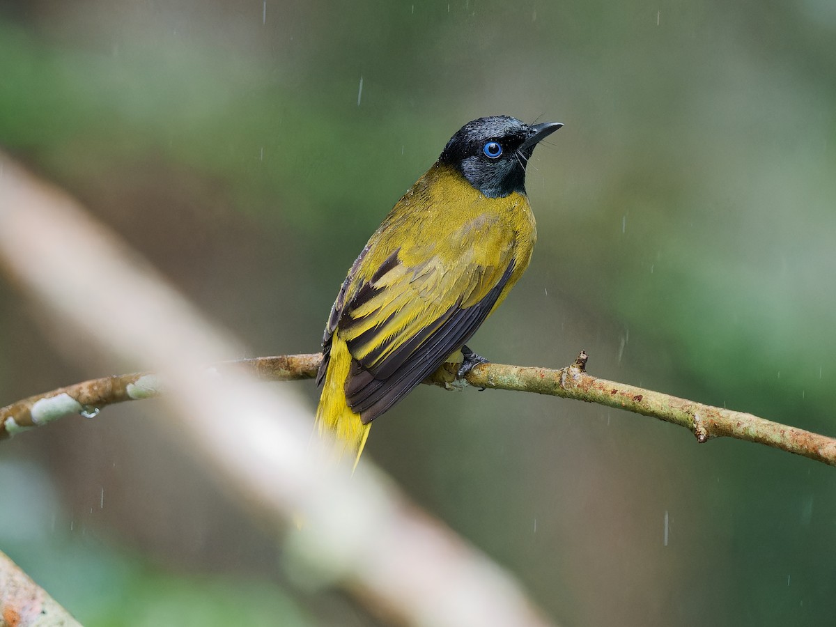 Black-headed Bulbul - ML643693102