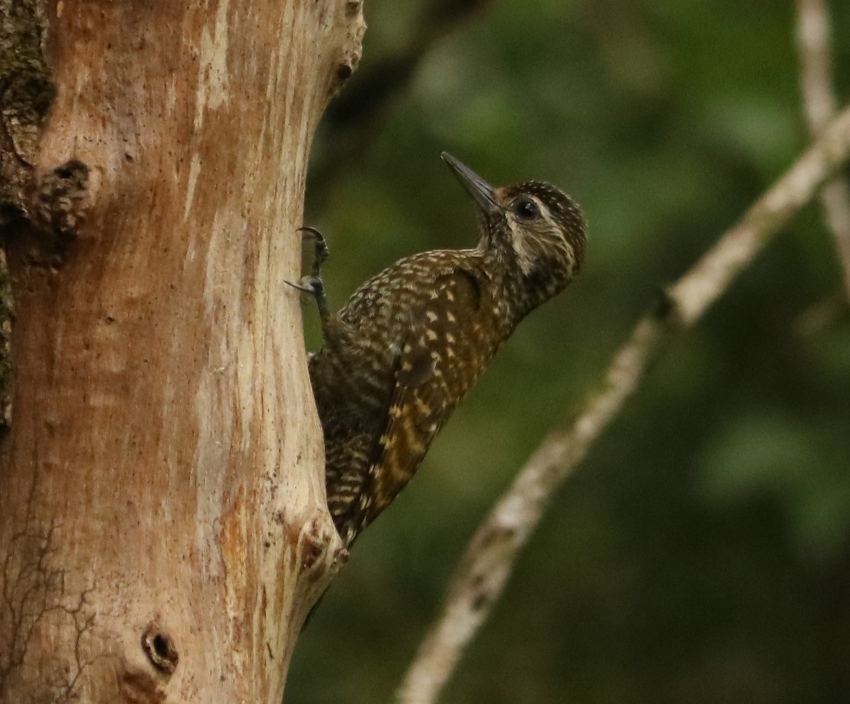 White-spotted Woodpecker - ML643693105
