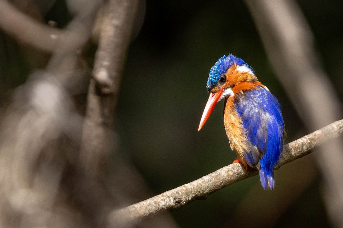 Malachite Kingfisher - ML643693111