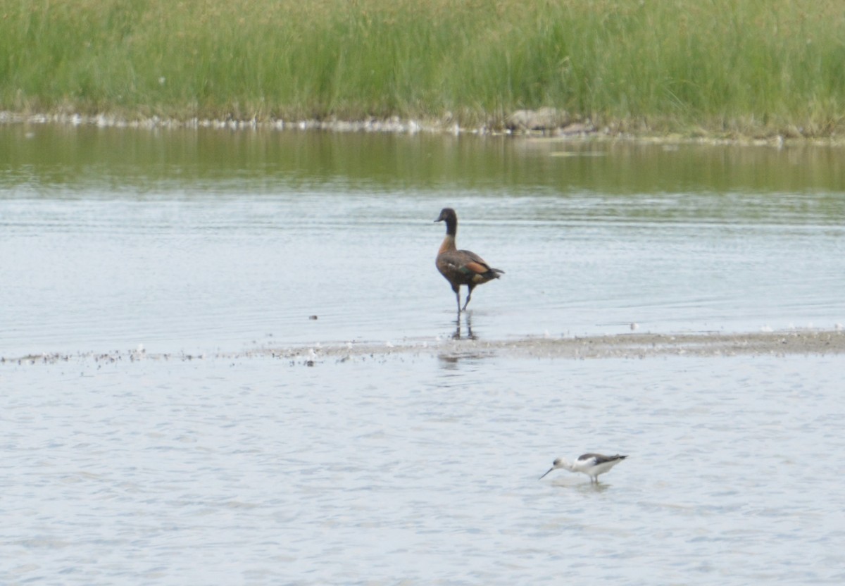 Australian Shelduck - ML643693112