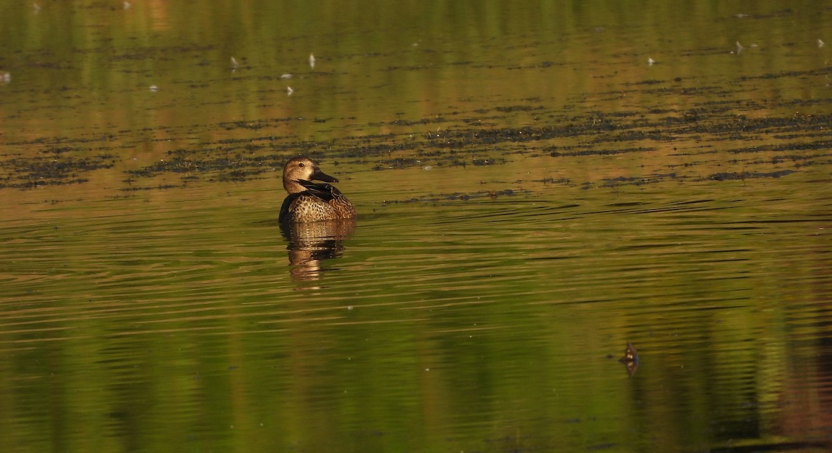 Blue-winged Teal - ML643693119