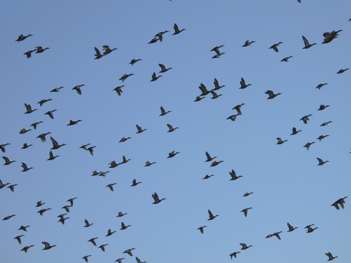 Blue-winged Teal - ML643693120