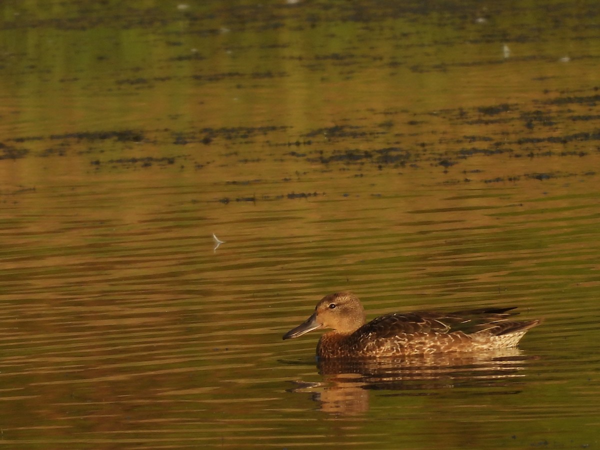 Blue-winged Teal - ML643693125