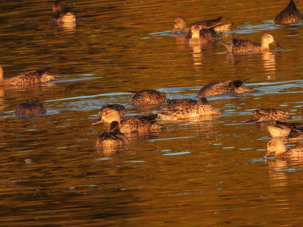 Blue-winged Teal - ML643693126