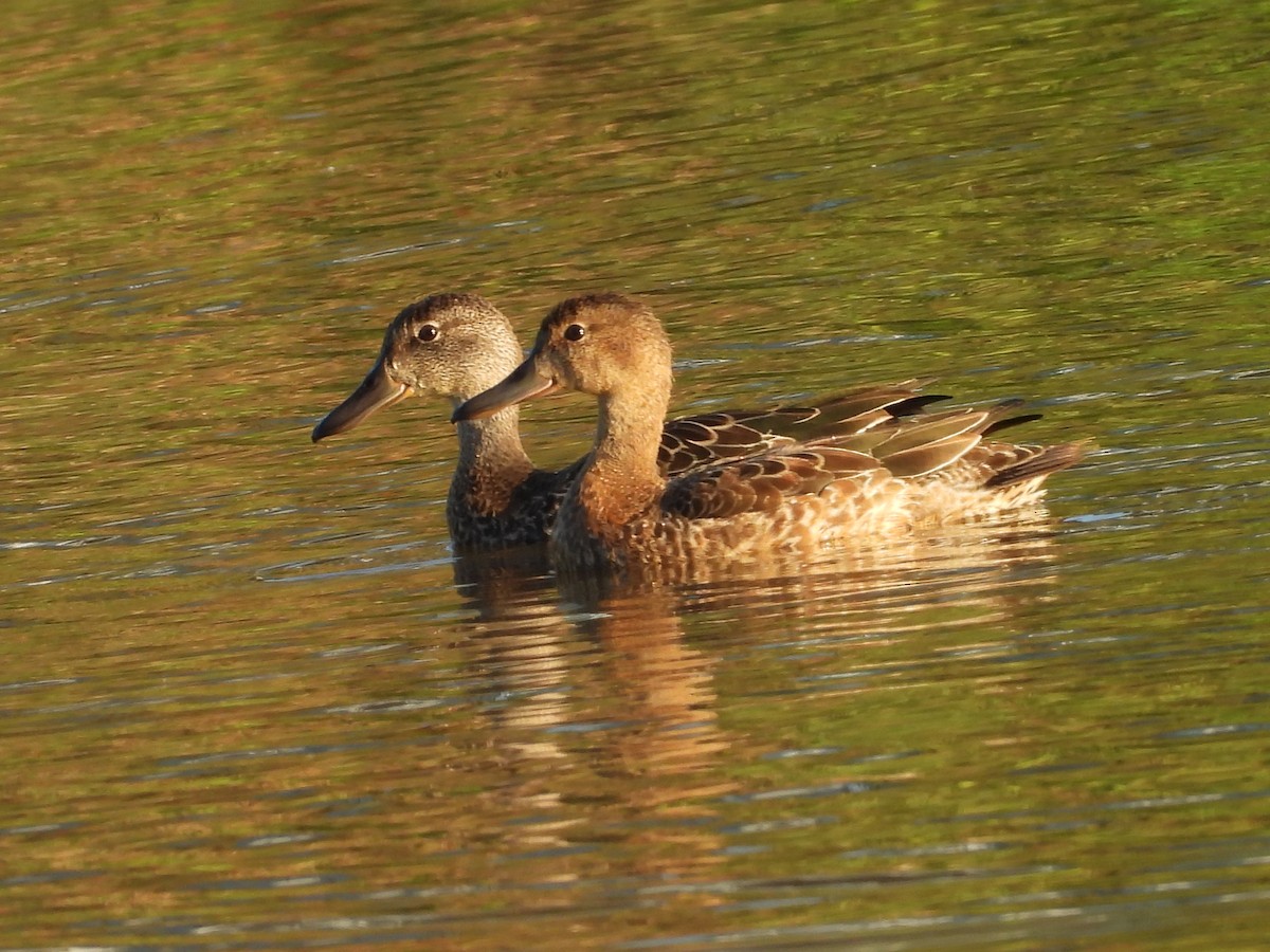 Blue-winged Teal - ML643693127