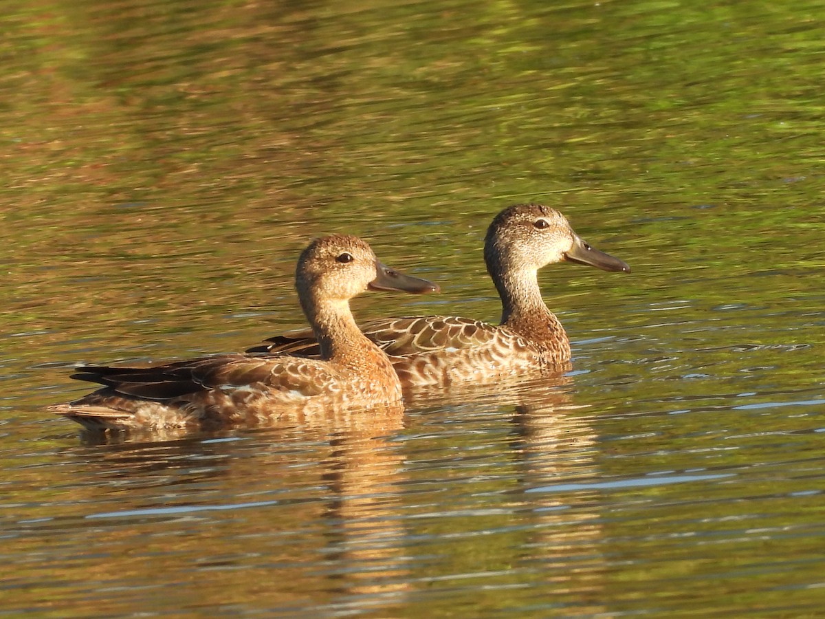Blue-winged Teal - ML643693128