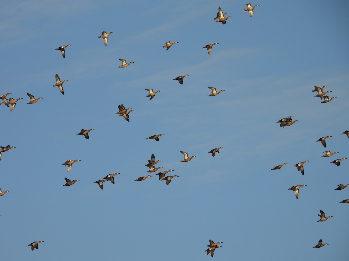Blue-winged Teal - ML643693129