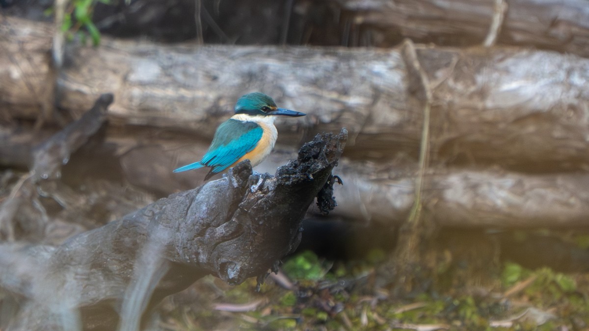 Sacred Kingfisher - ML643693170
