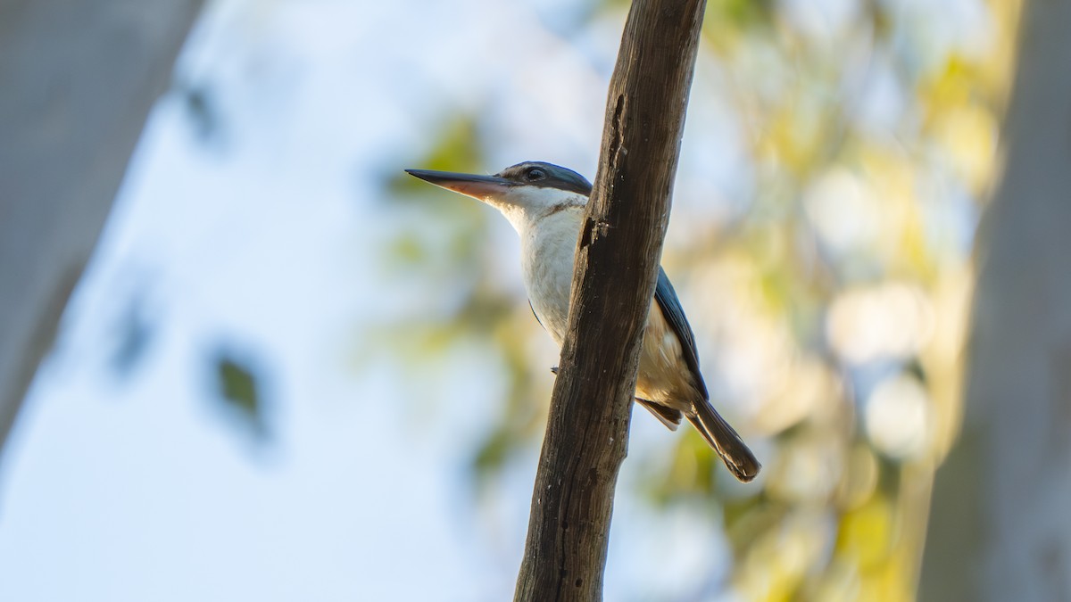 Sacred Kingfisher - ML643693171