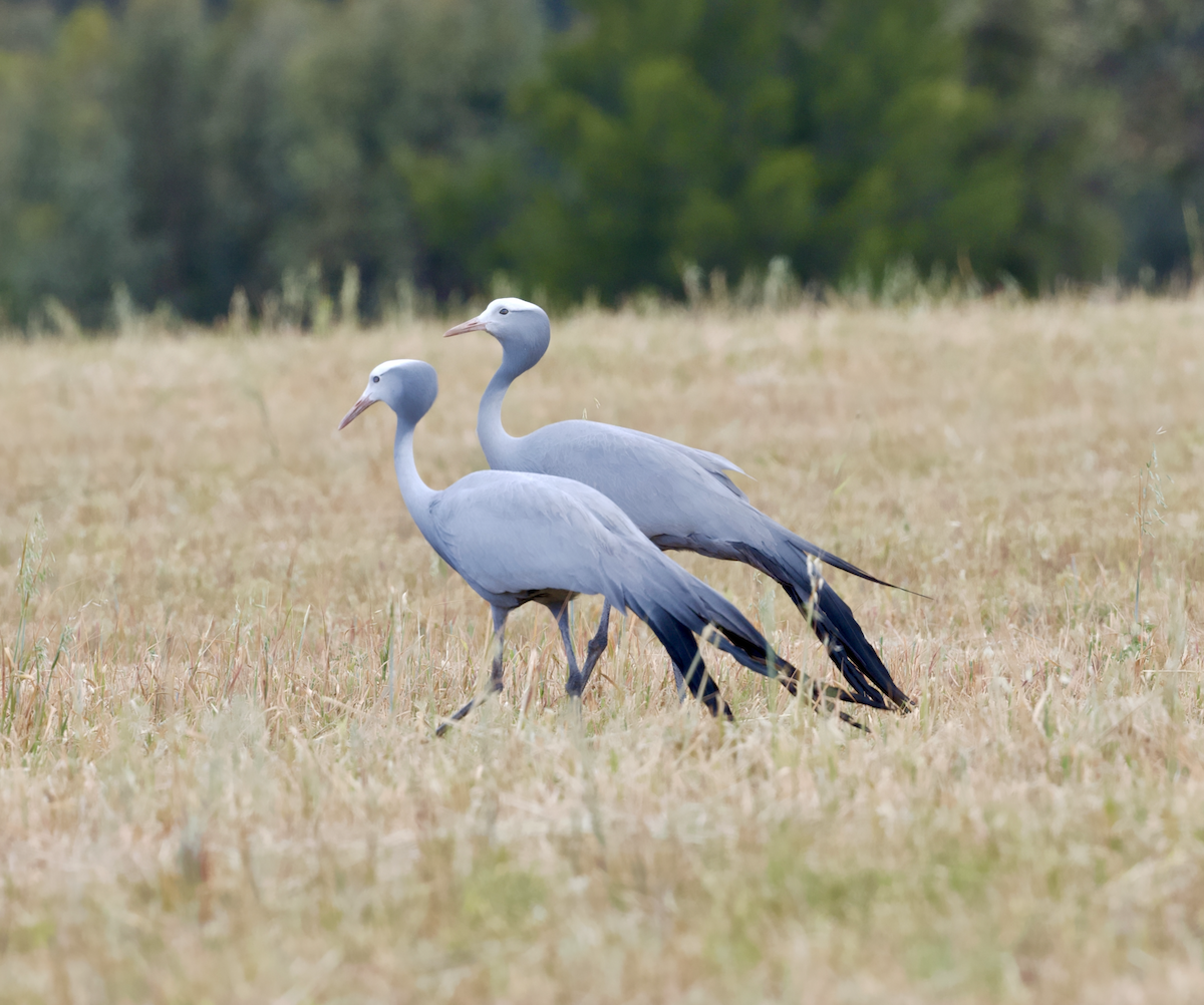 Blue Crane - ML643693172