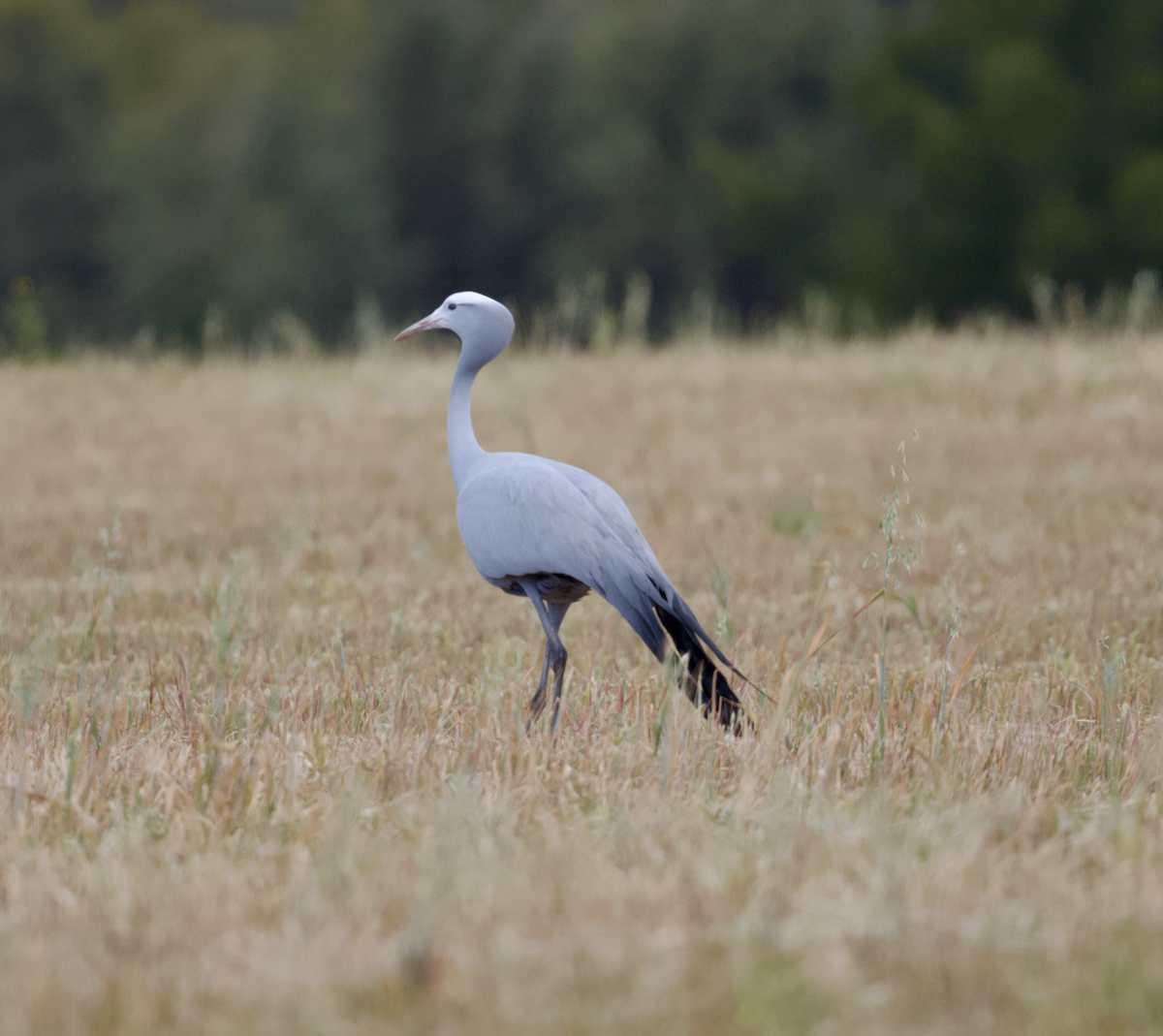 Blue Crane - ML643693173