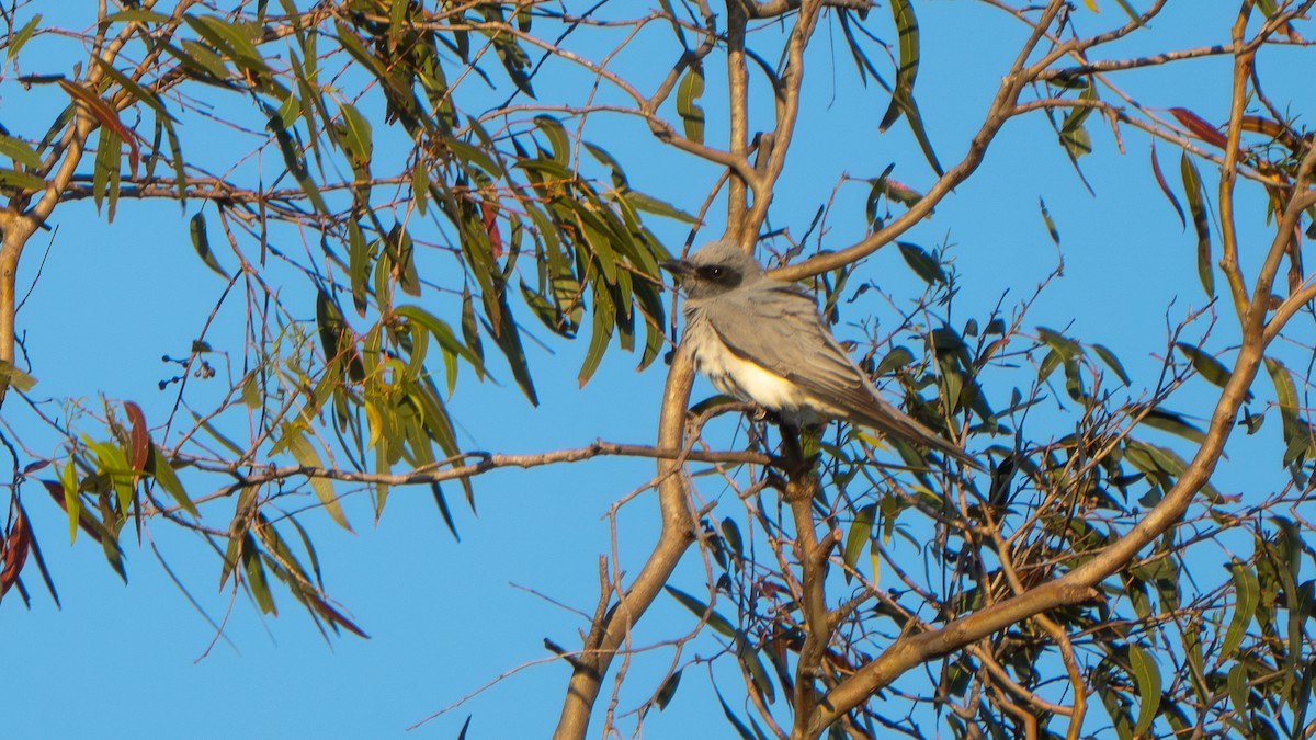 Oruguero Carinegro - ML643693177