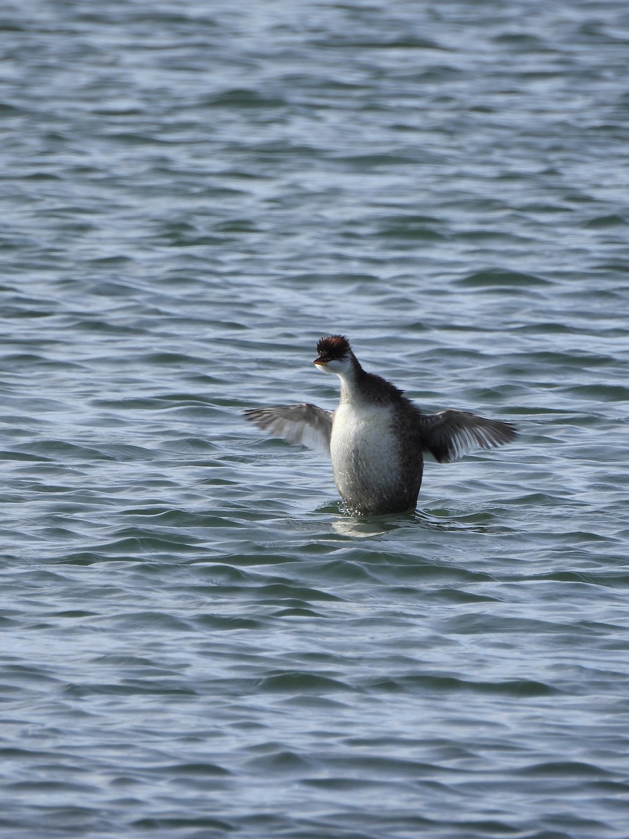 Titicaca Grebe - ML643693186