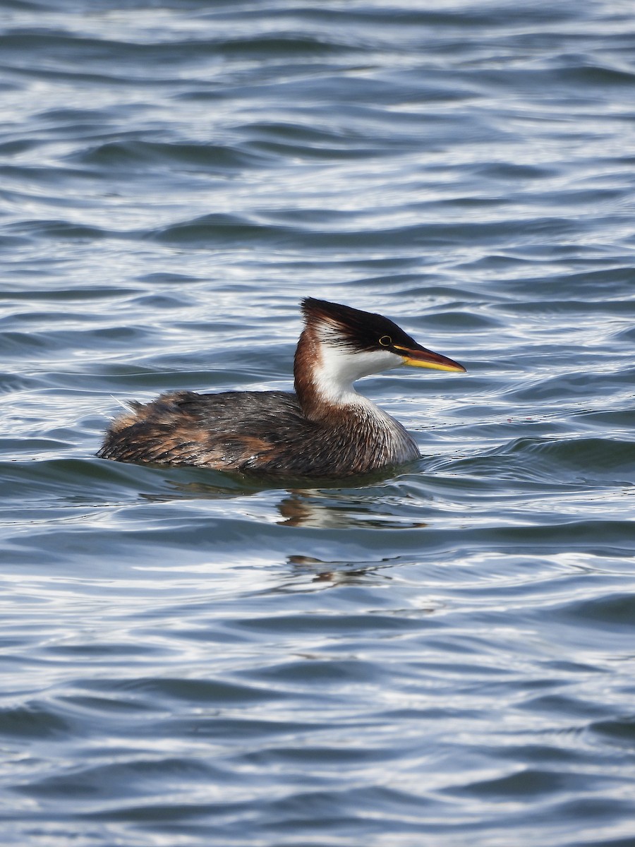 Titicaca Grebe - ML643693187