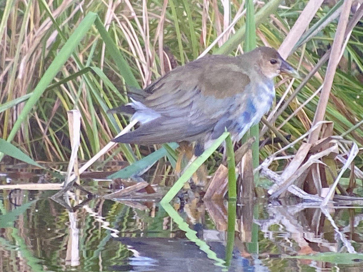 Purple Gallinule - ML643693192