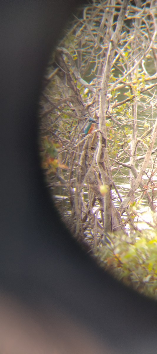 Зимородок - ML643693195