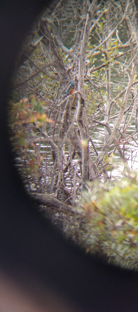 Зимородок - ML643693196