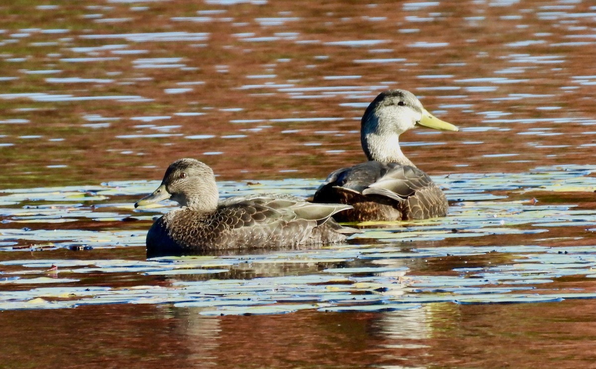 American Black Duck - ML643693198
