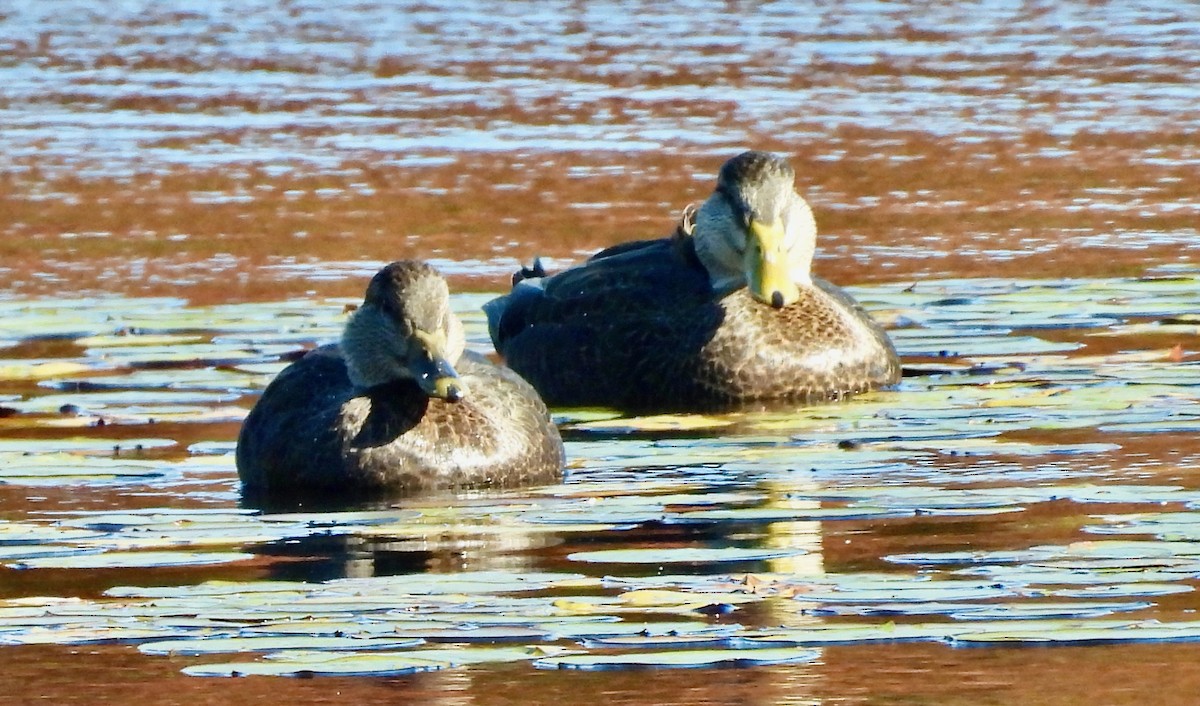 American Black Duck - ML643693199