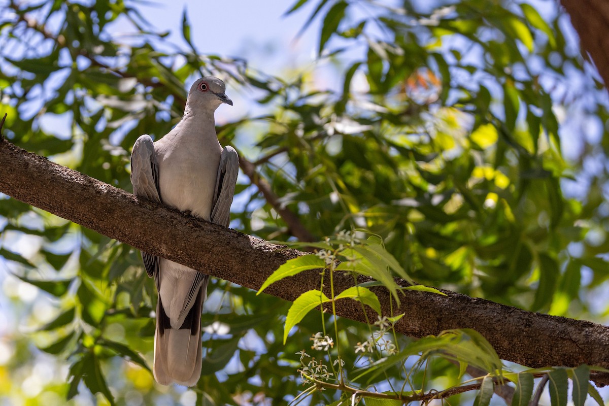 klagedue - ML643693203