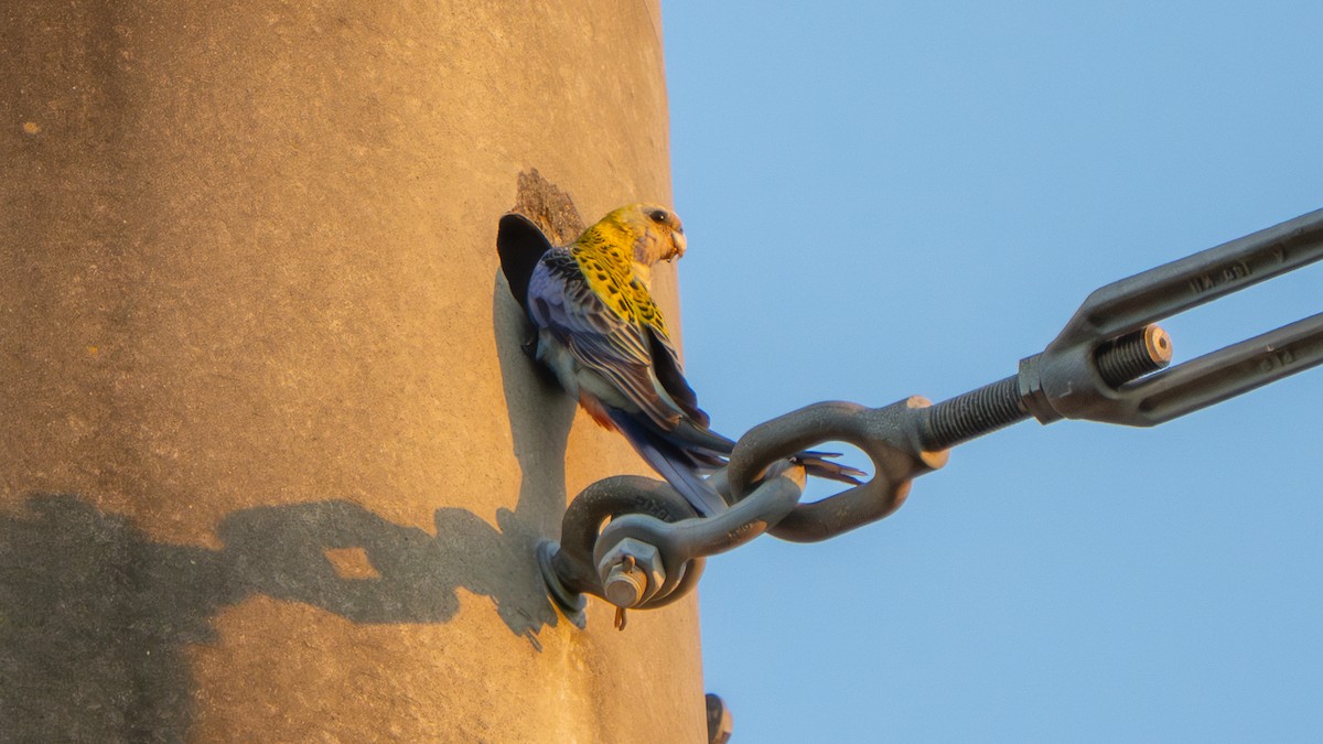 Pale-headed Rosella - ML643693206