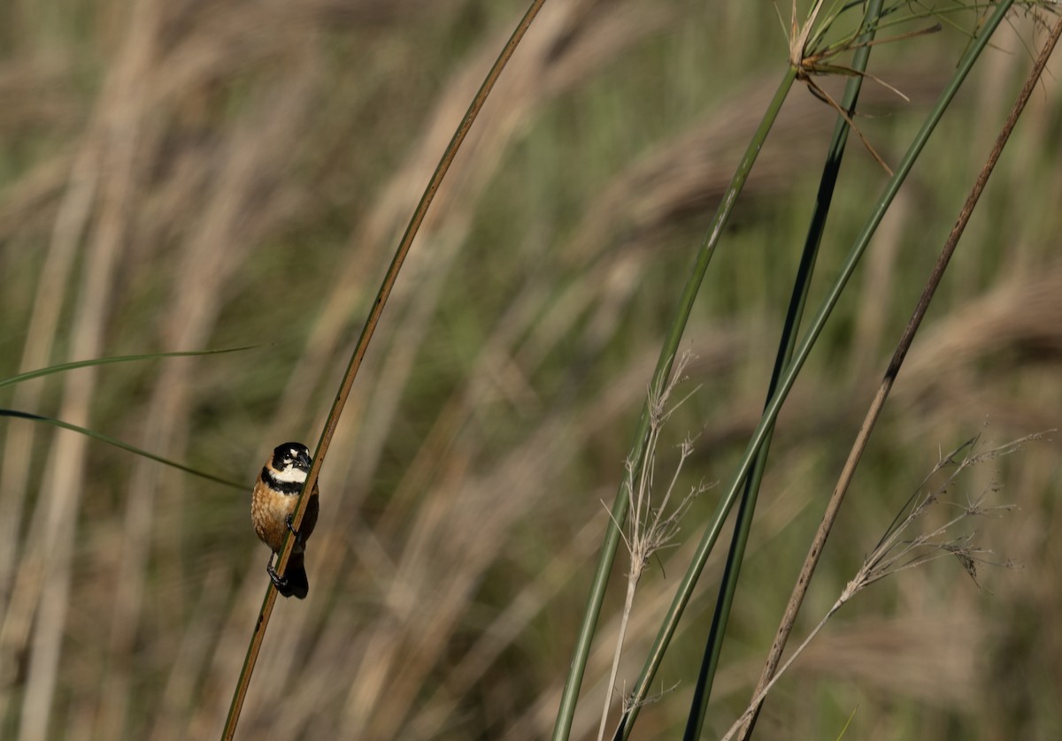 Rusty-collared Seedeater - ML643693213