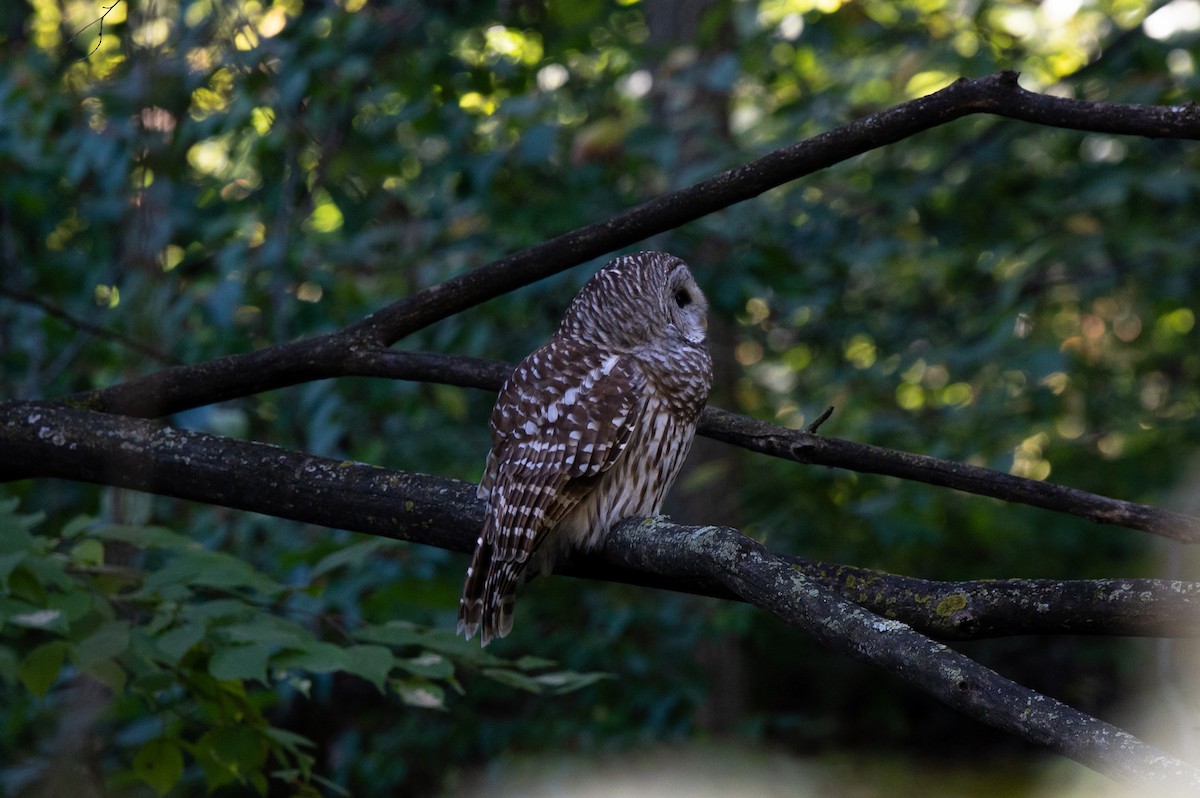 Barred Owl - ML643693234