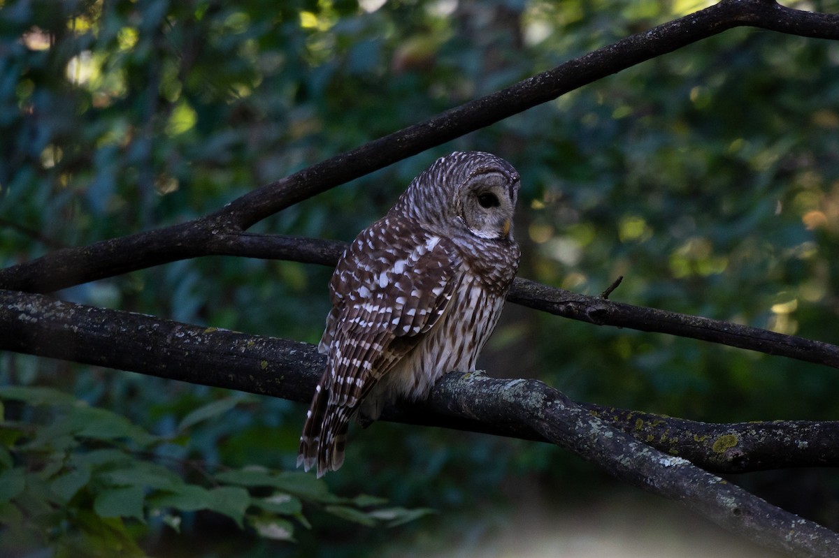 Barred Owl - ML643693235