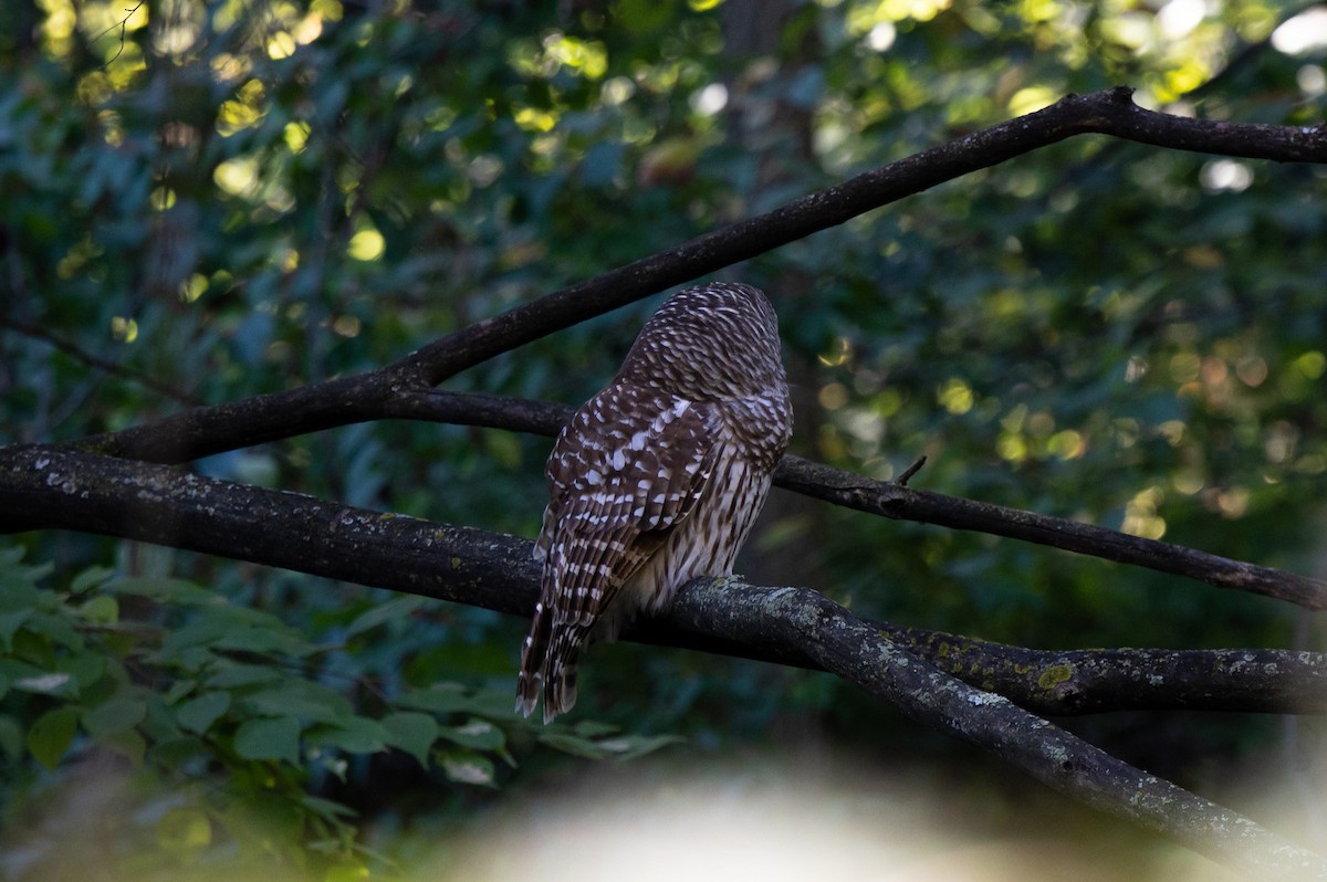 Barred Owl - ML643693236