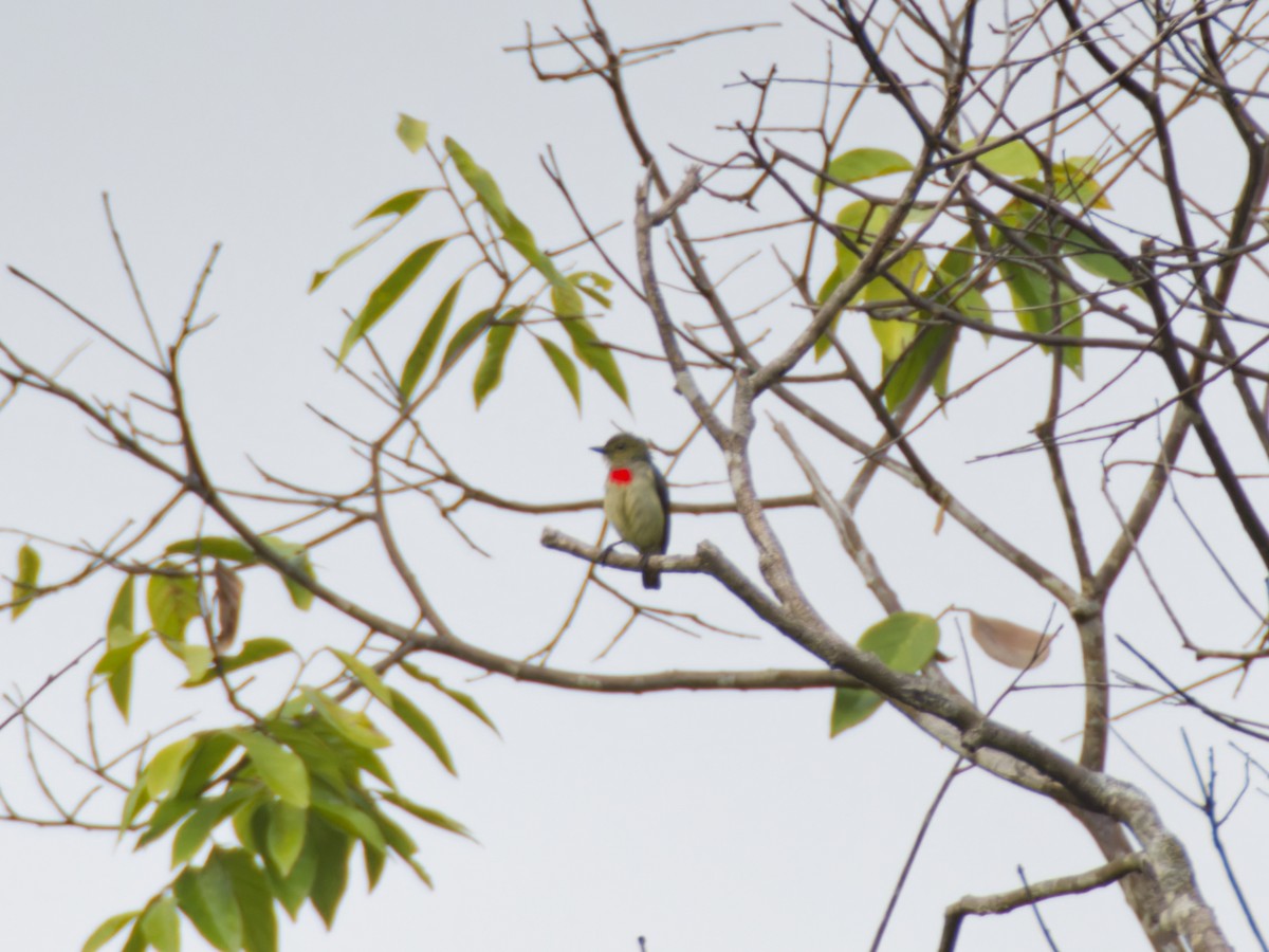 Olive-crowned Flowerpecker - ML643693245