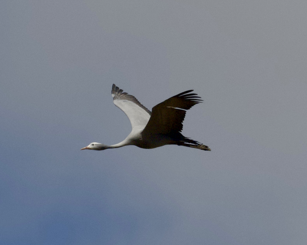 Blue Crane - ML643693261