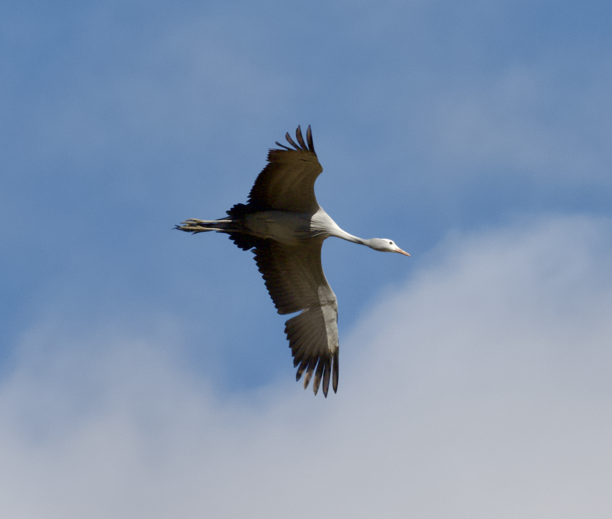 Blue Crane - ML643693262