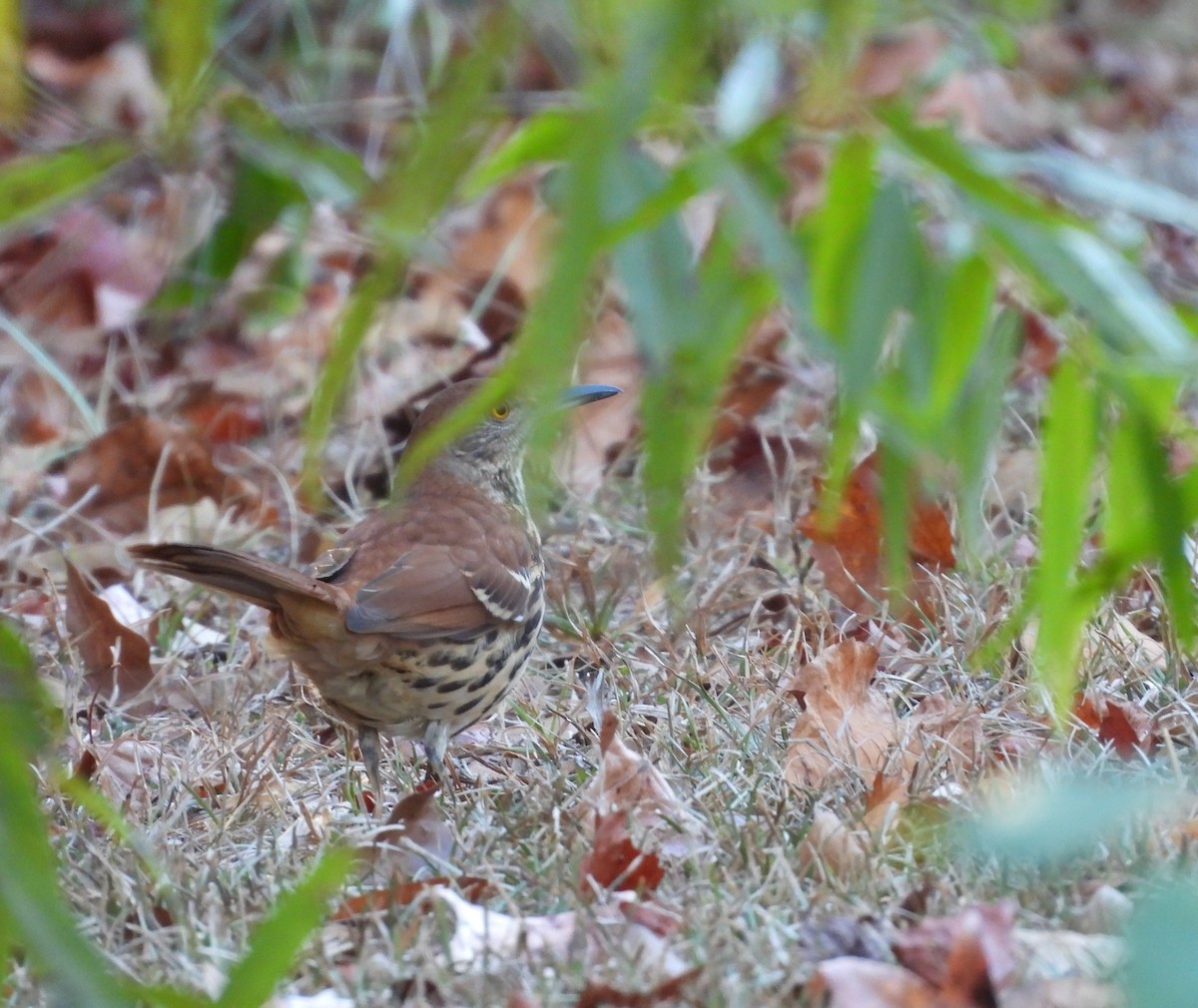 Brown Thrasher - ML643693263