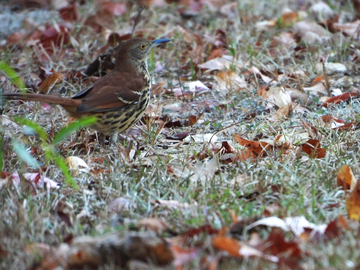 Brown Thrasher - ML643693264