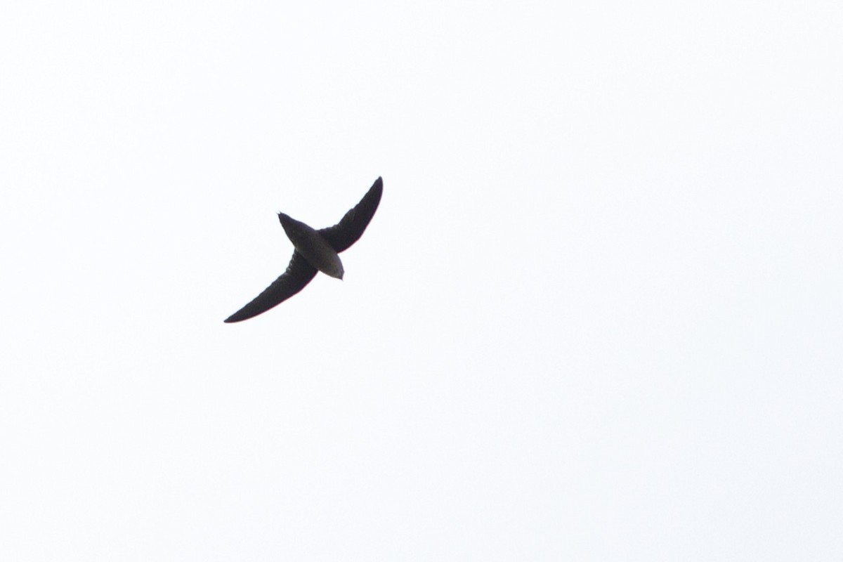 Chimney Swift - ML643693294