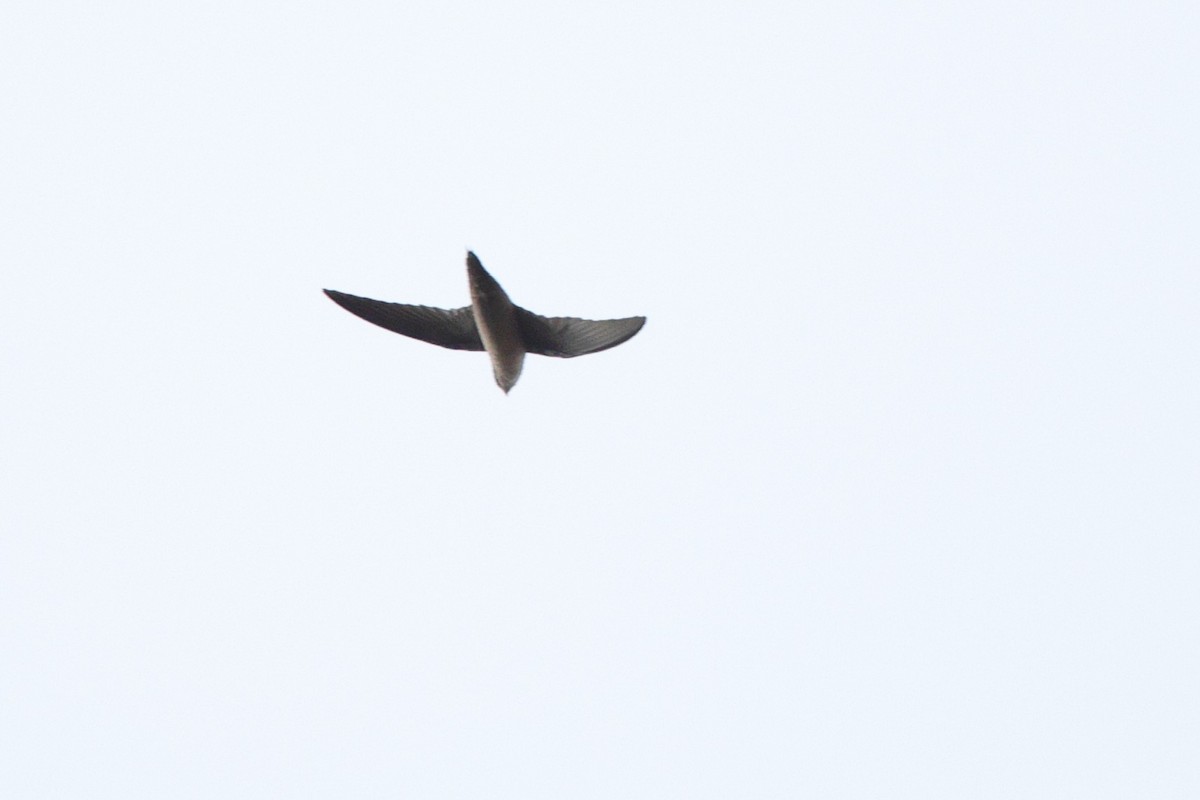 Chimney Swift - ML643693295