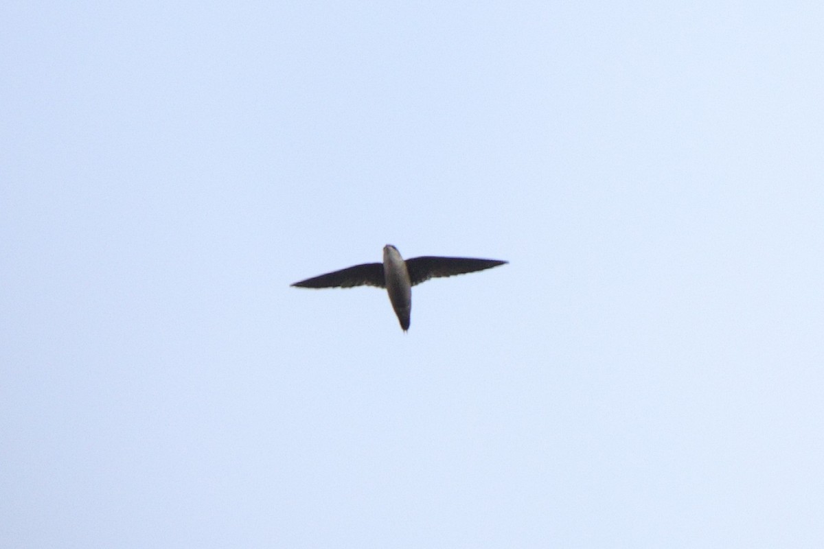 Chimney Swift - ML643693296