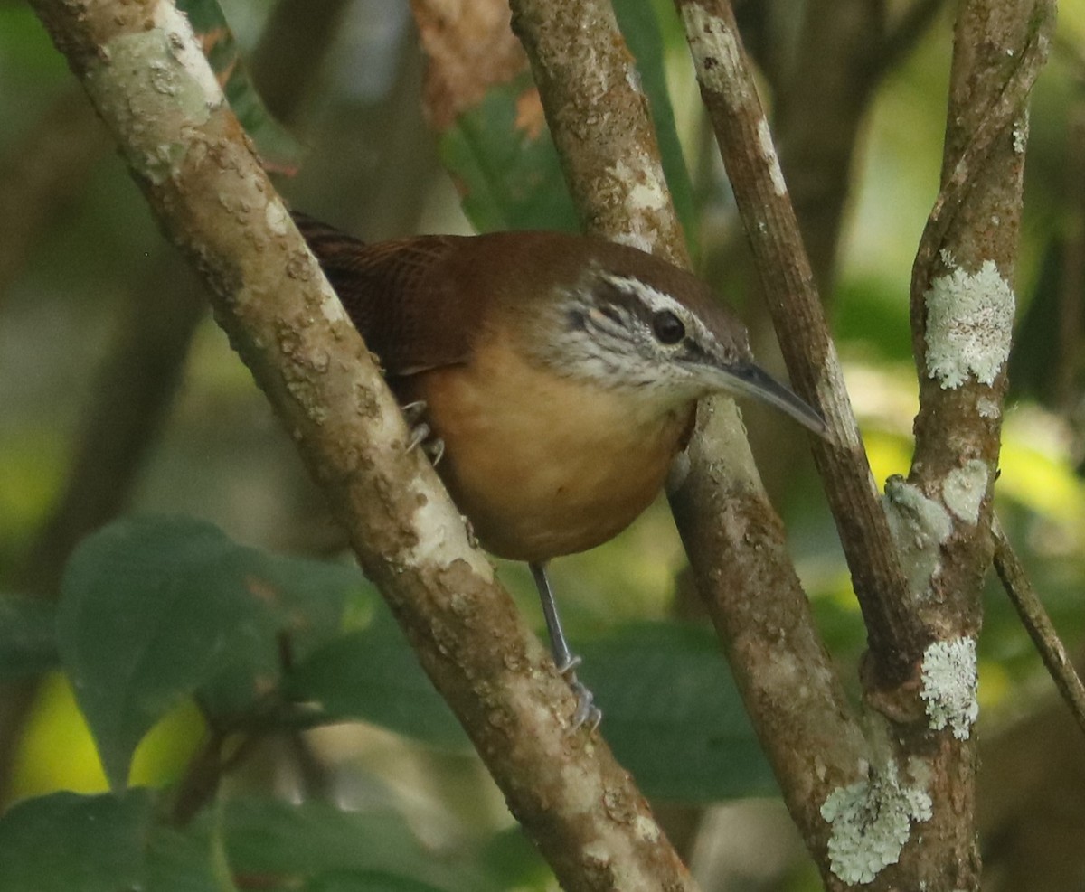 Long-billed Wren - ML643693313