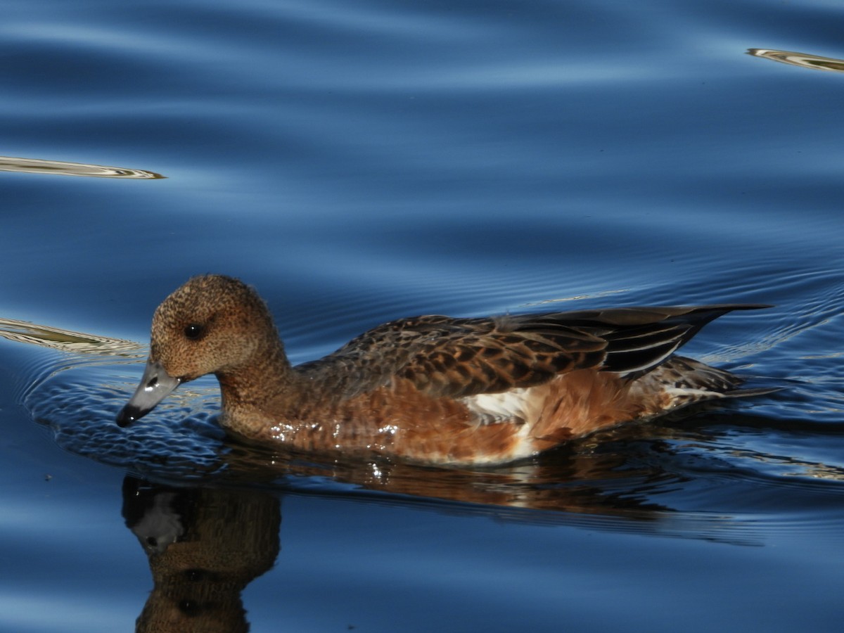 Eurasian Wigeon - ML643693315