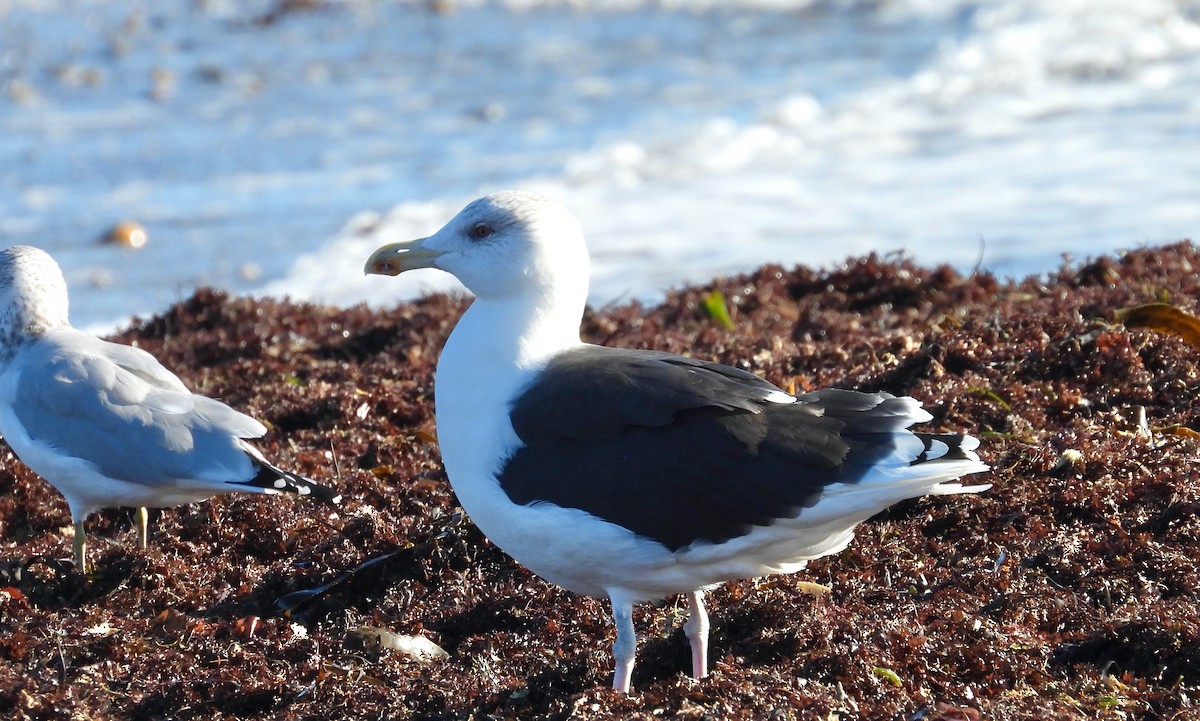 Great Black-backed Gull - ML643693316