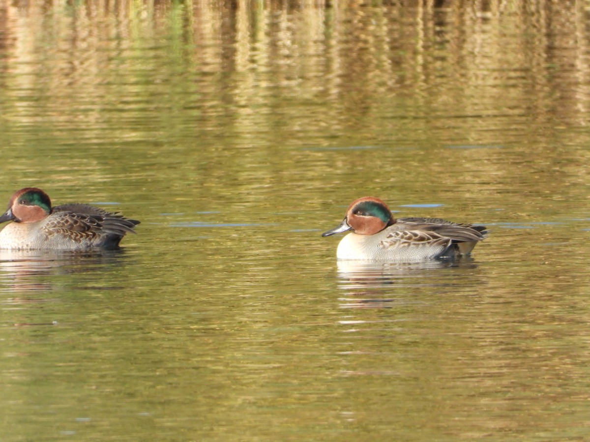 Green-winged Teal - ML643693318