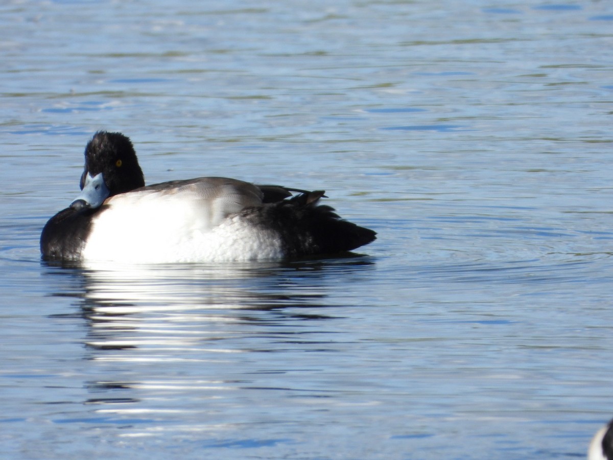 Tufted Duck - ML643693320